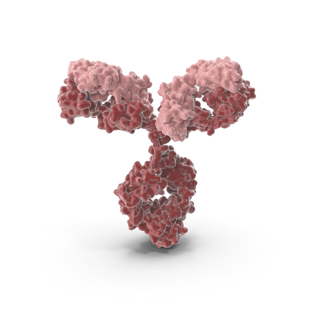 5HT2B Receptor Antibody   